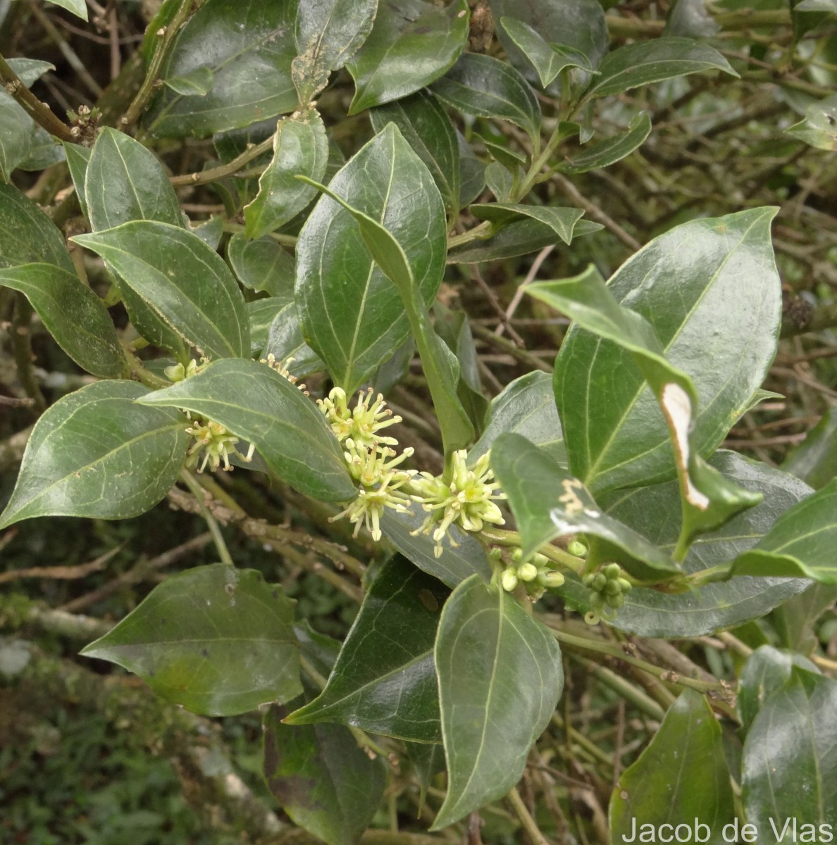 Sarcococca coriacea (Hook.) Sweet